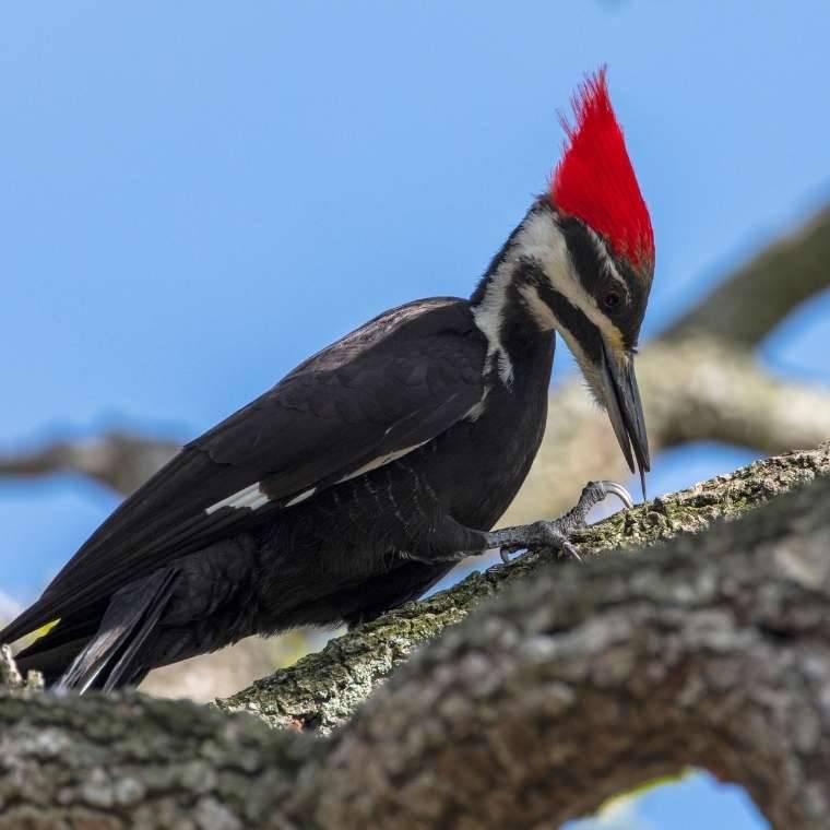 woodpecker eating Woodpecker Feather Spiritual Meaning - the Honest Symbolism