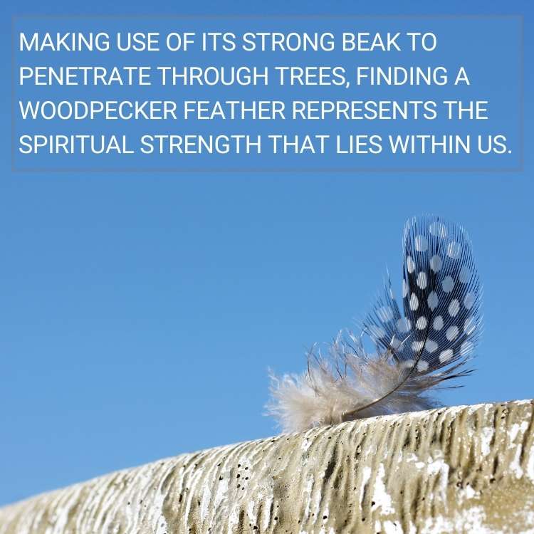 woodpecker feather spiritual strength Woodpecker Feather Spiritual Meaning - the Honest Symbolism