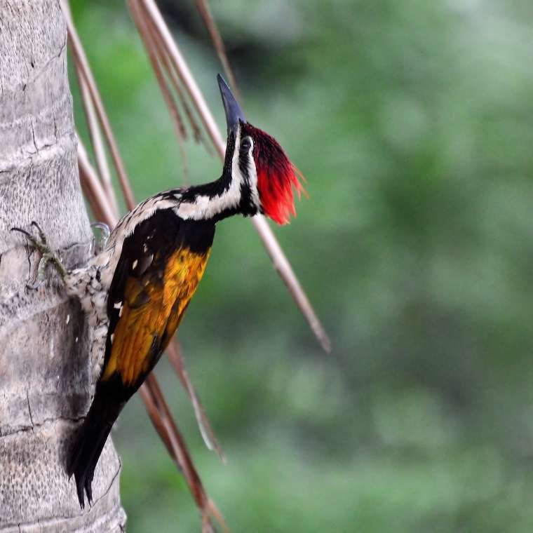 woodpecker head over heels Woodpecker Feather Spiritual Meaning - the Honest Symbolism