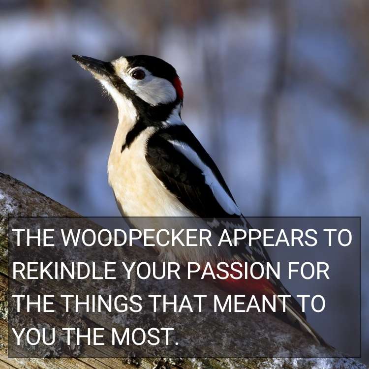 woodpecker rekindle your passion Woodpecker Symbolism and Spiritual Meaning: Revealing the Mystery