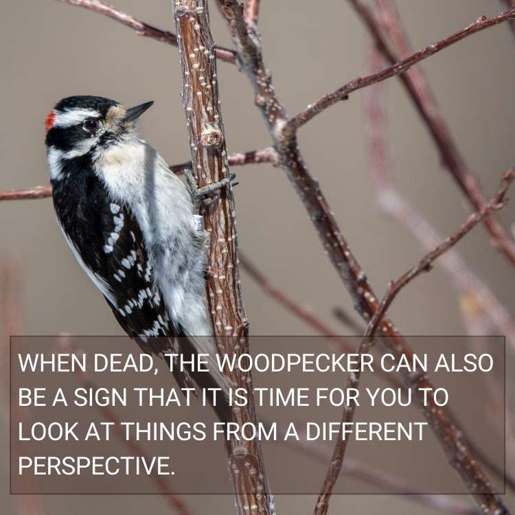 woodpecker sign different perspective