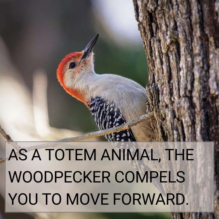 woodpecker totem animal