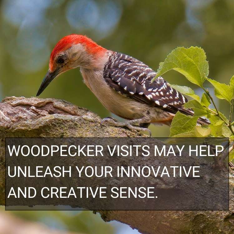 woodpecker visits