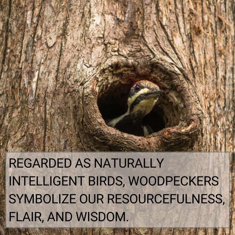 woodpeckers symbolize resourcefulness