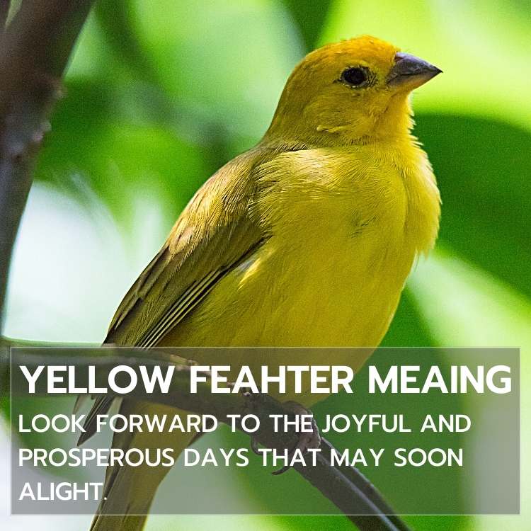 yellow feather meaing look forward