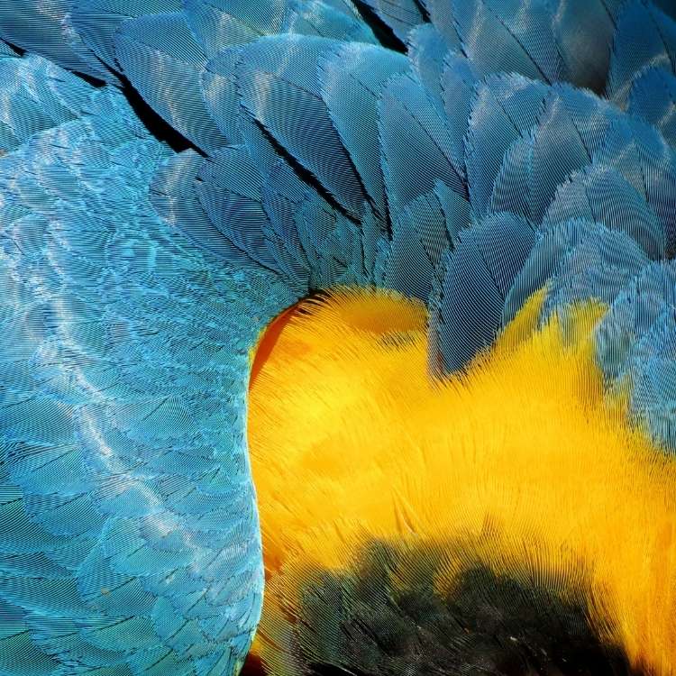 yellow feather parrot