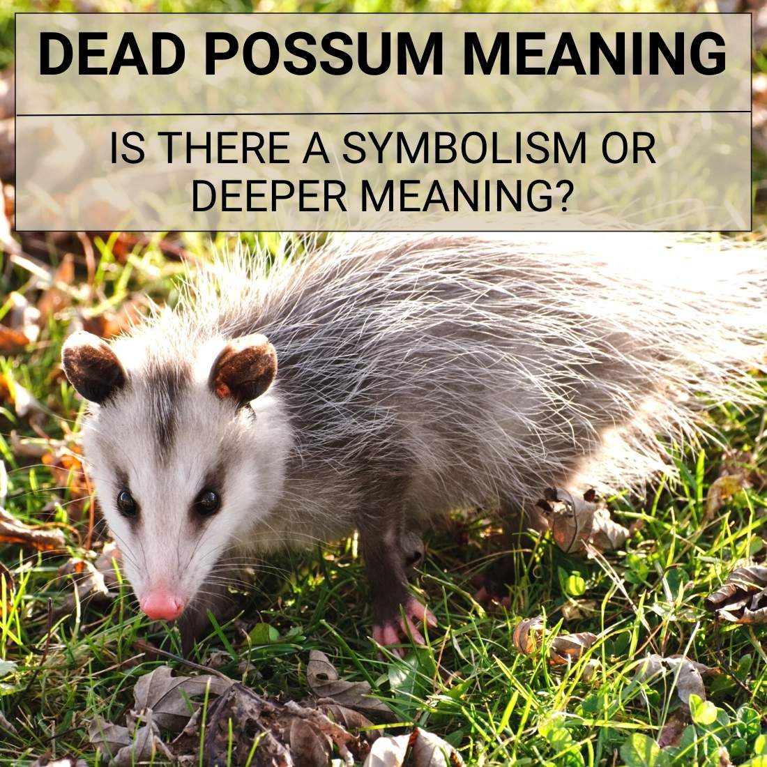 Dead Possum Meaning