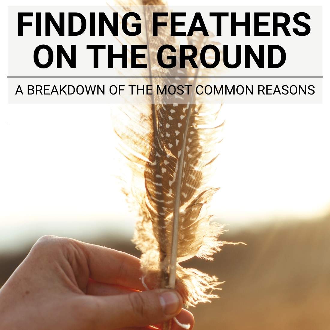 Finding Feathers on the ground