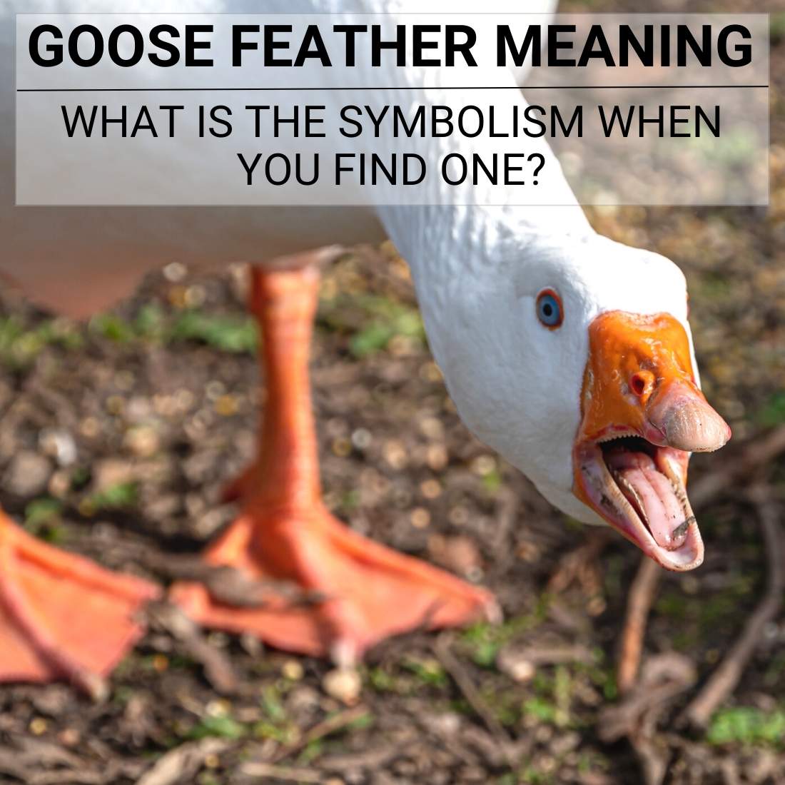 Goose feather meaning