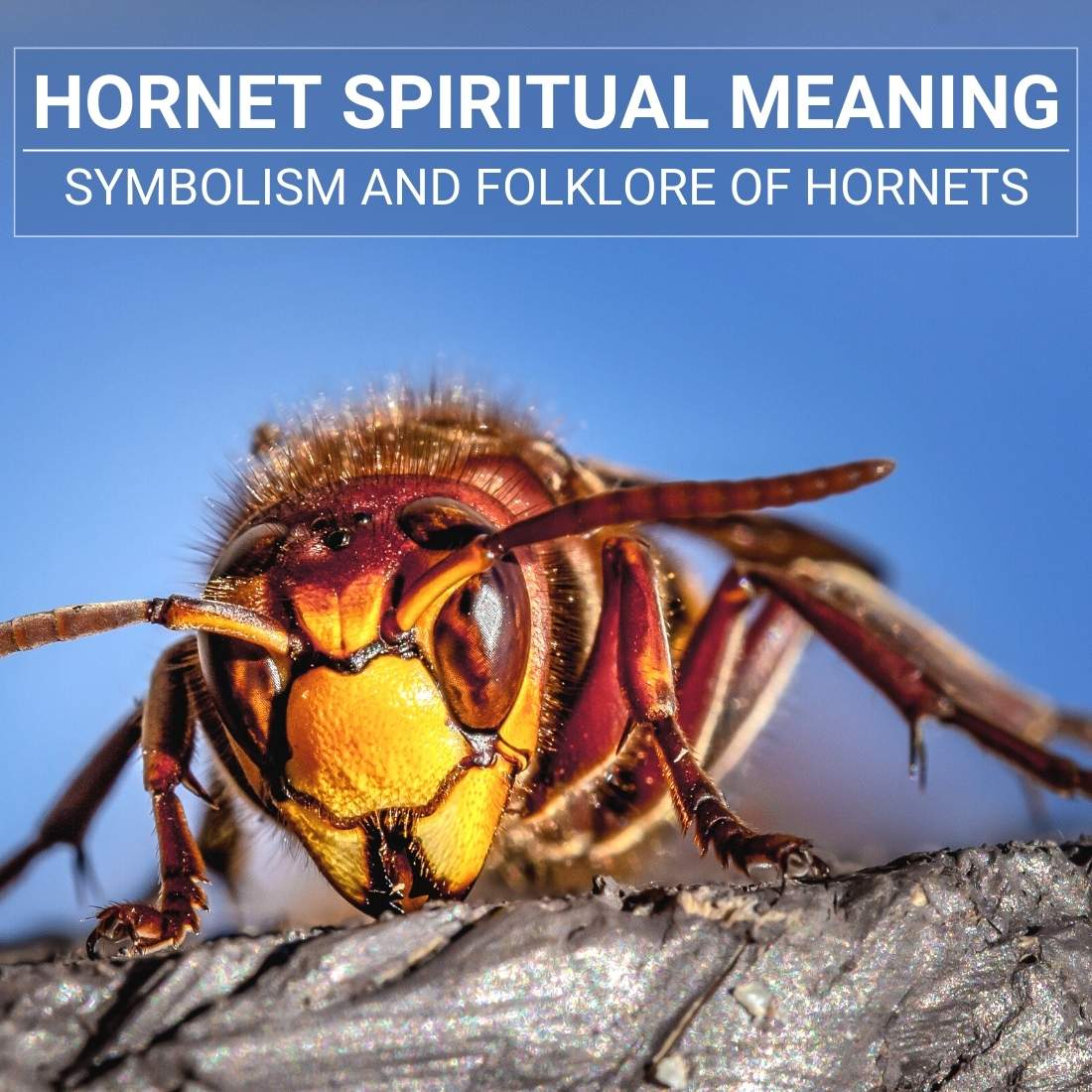 Hornet Spiritual Meaning: Symbolism And Folklore Of Hornets