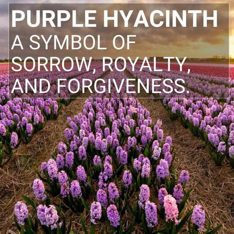 Purple hyacinth symbol forgiveness