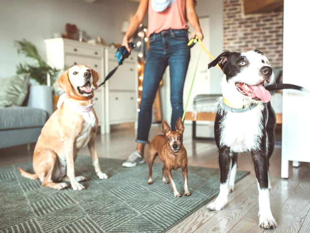 Know All About Dog Sitting