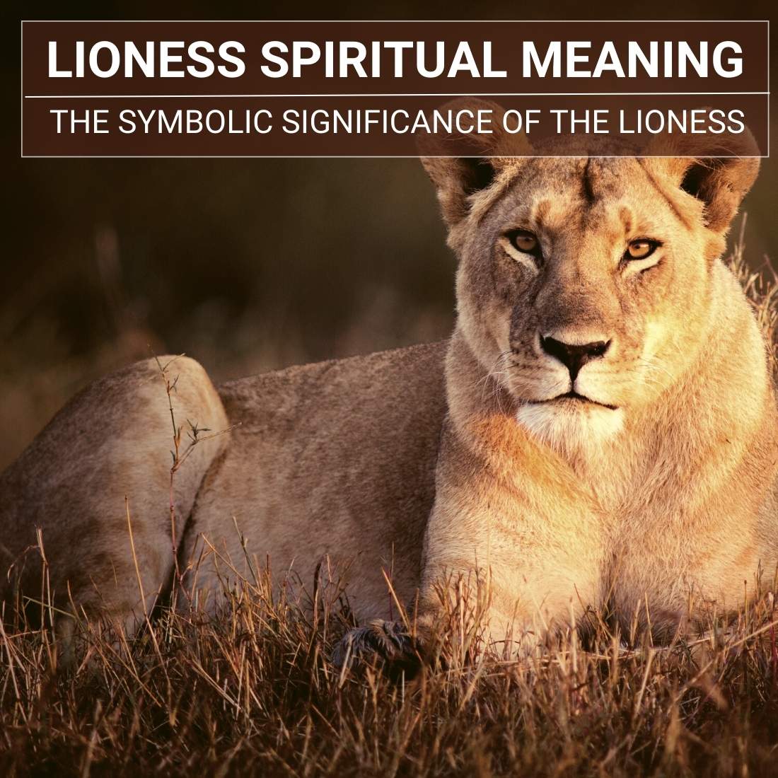 Lioness Spiritual Meaning