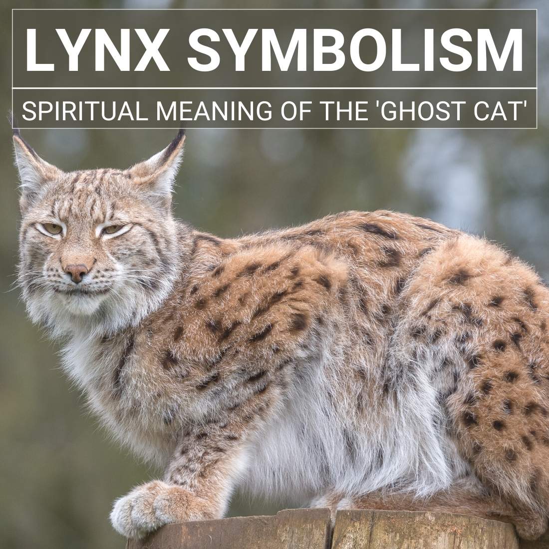 Lynx Symbolism: The Spiritual Meaning Of The 'Ghost Cat'