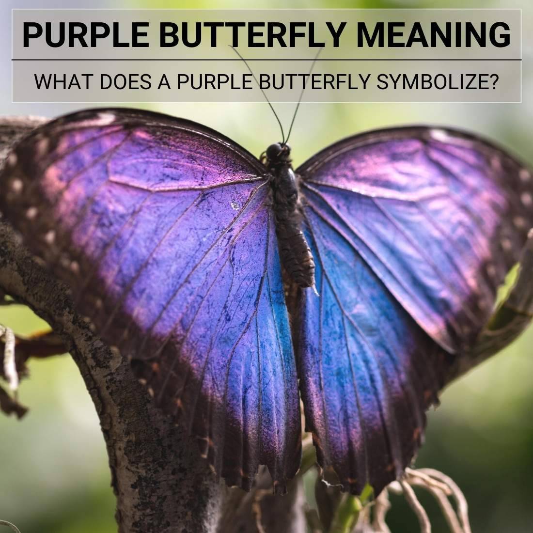 Purple Butterfly Meaning