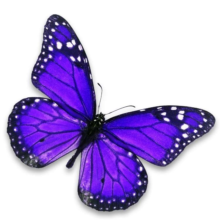 Purple Butterfly spiritual Meaning