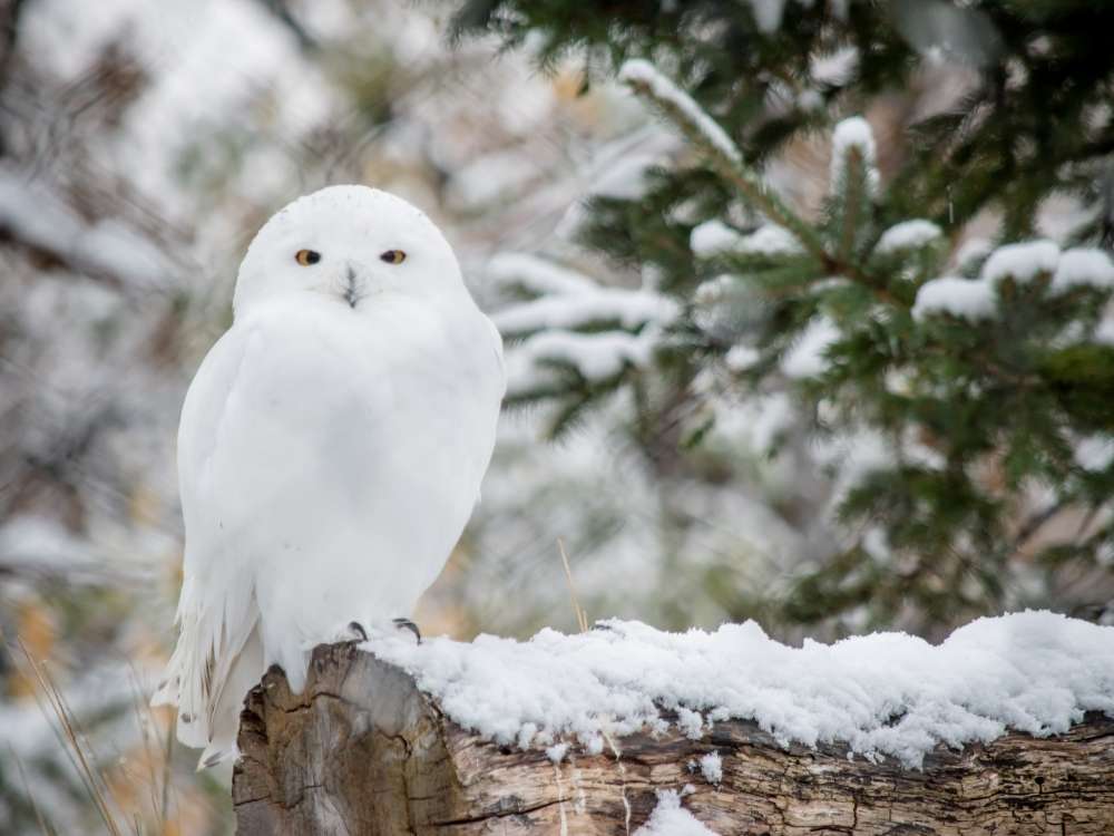 See A White Owl.