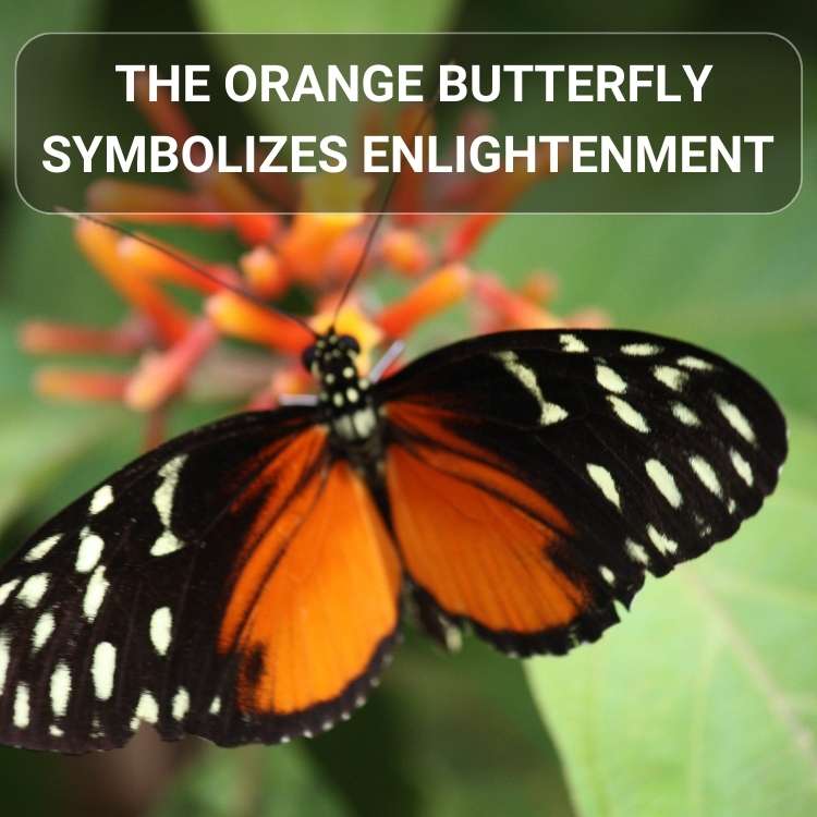 The orange butterfly symbolizes enlightenment