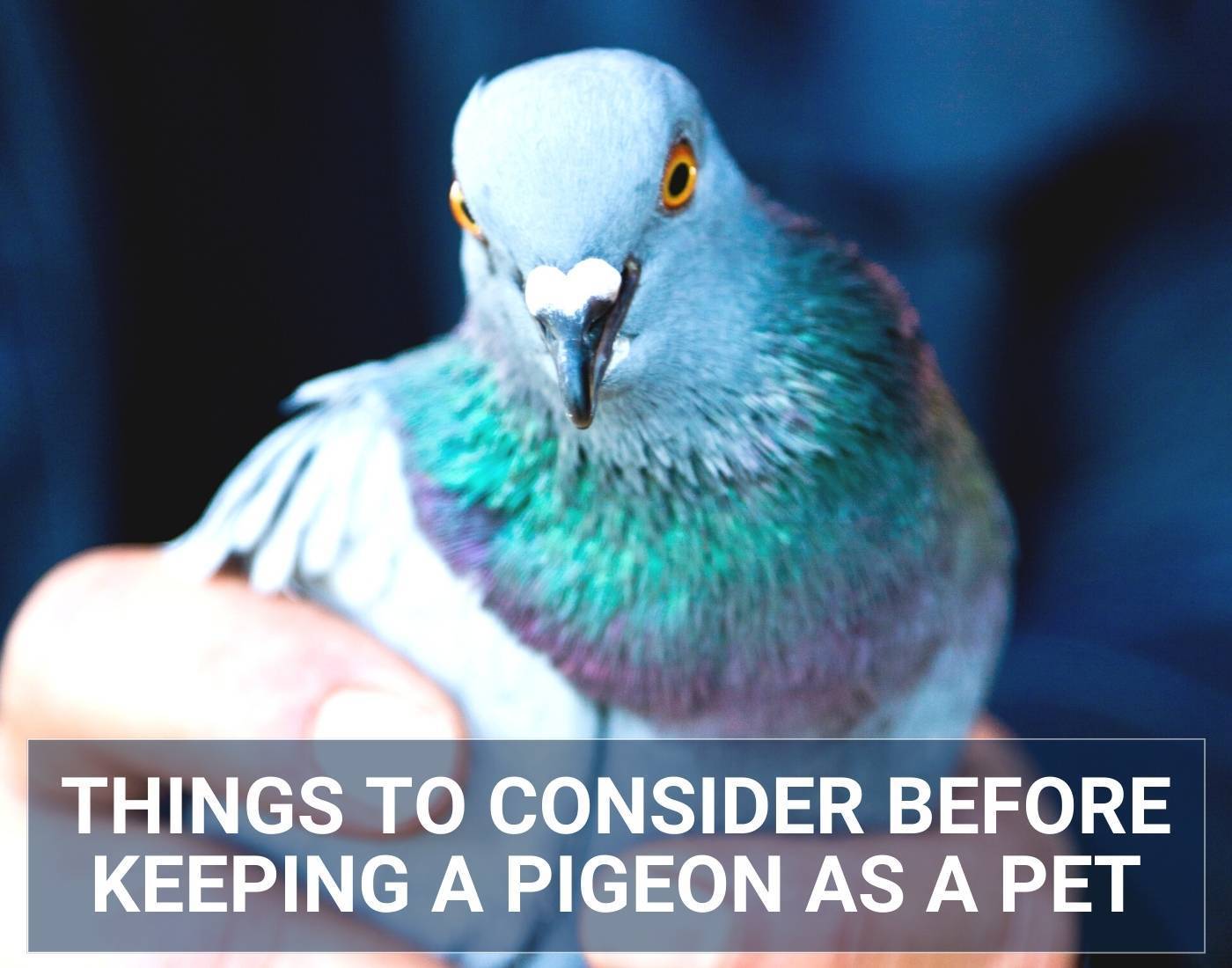 Things to Consider Before Keeping a Pigeon as a Pet2