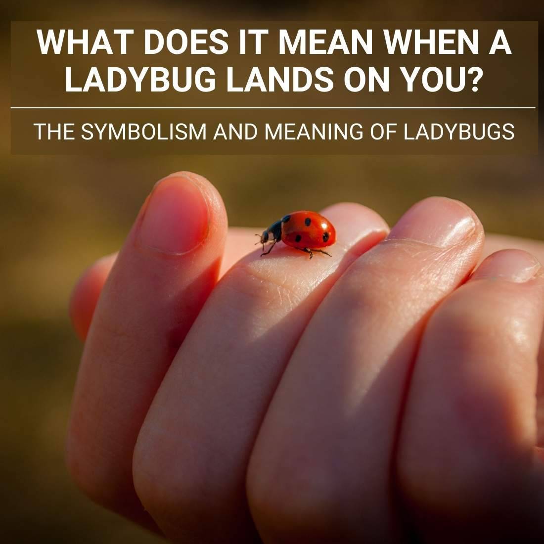 What Does It Mean When A Ladybug Lands On You