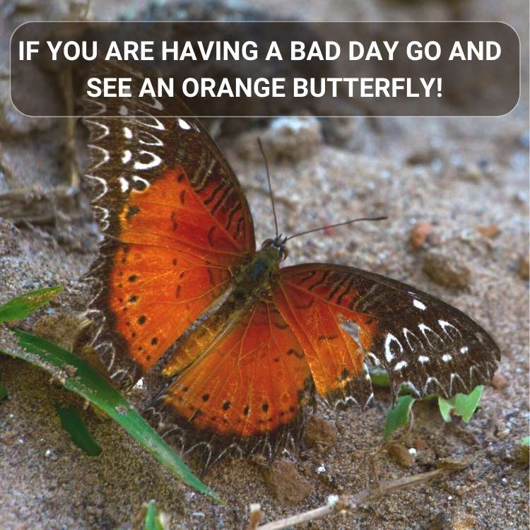 bad day see an orange butterfly