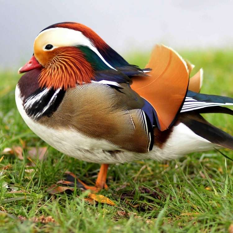 beautiful duck