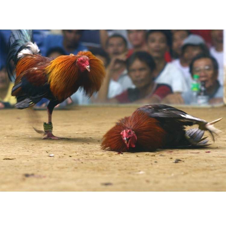 brutal Cockfighting