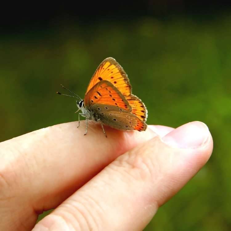 butterfly on hand