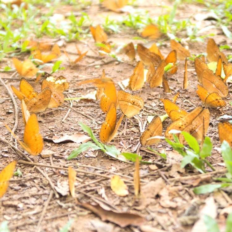 butterfly totem Orange Butterfly Meaning: Read This When You Have Seen One