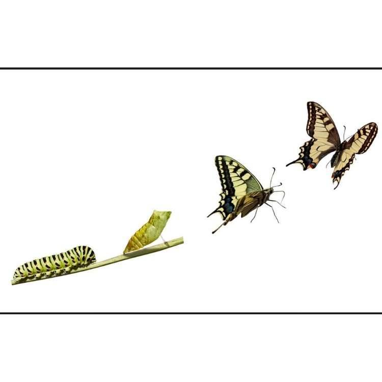 butterfly transformation