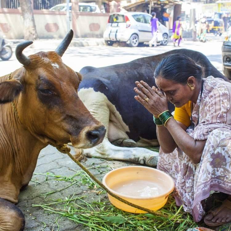 cow being worshipped Hindu