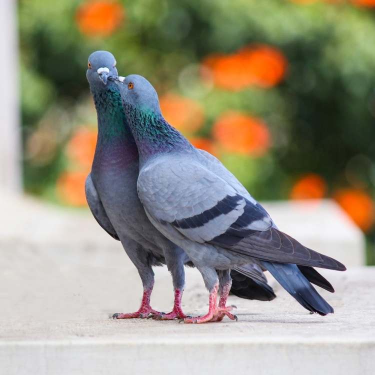 cute pigeons