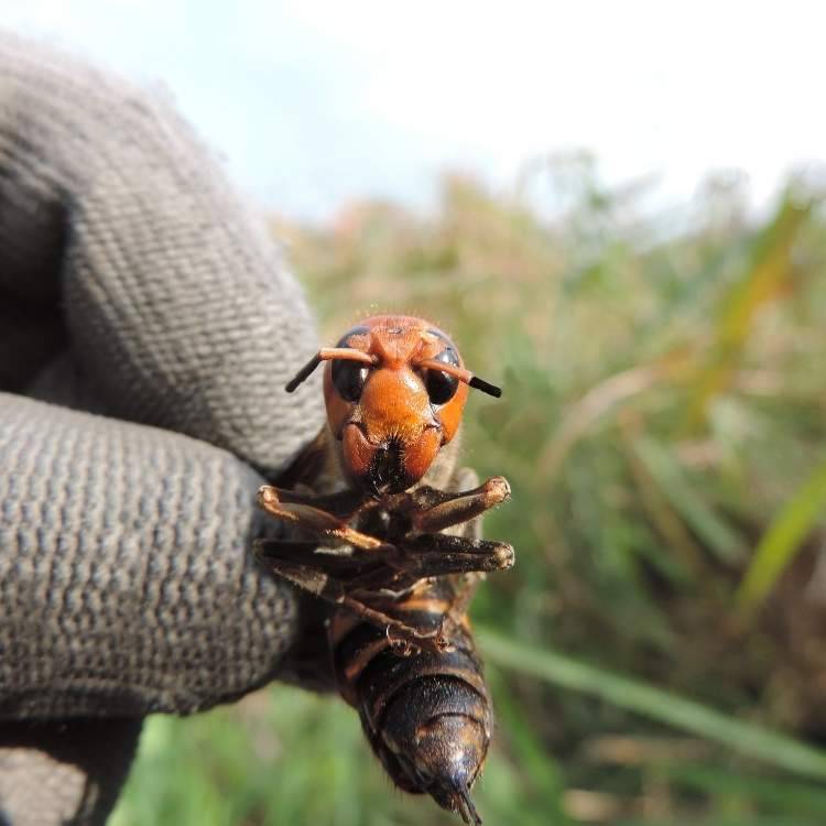 dangerous hornet