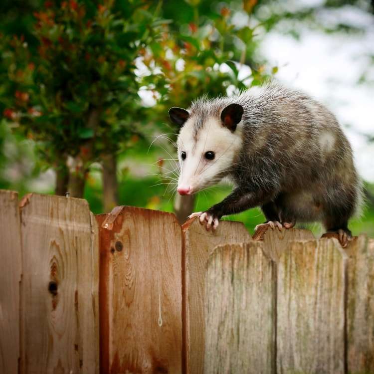 dead possum in a dream