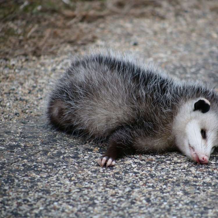 dead possum spiritual