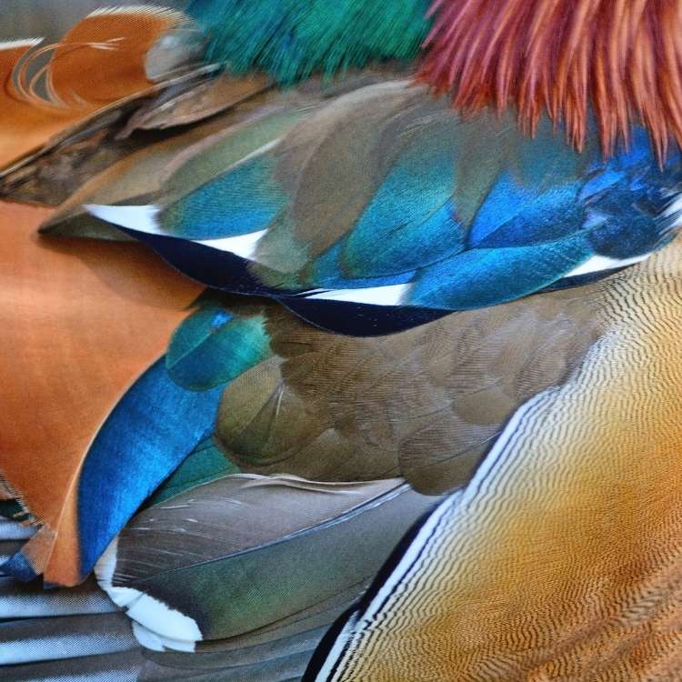 duck feather symbolism