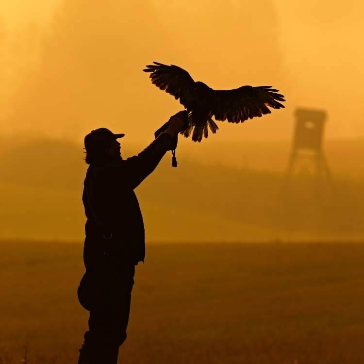 eagle and human