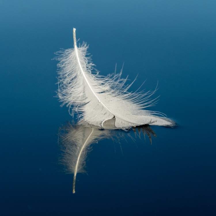 feather on water