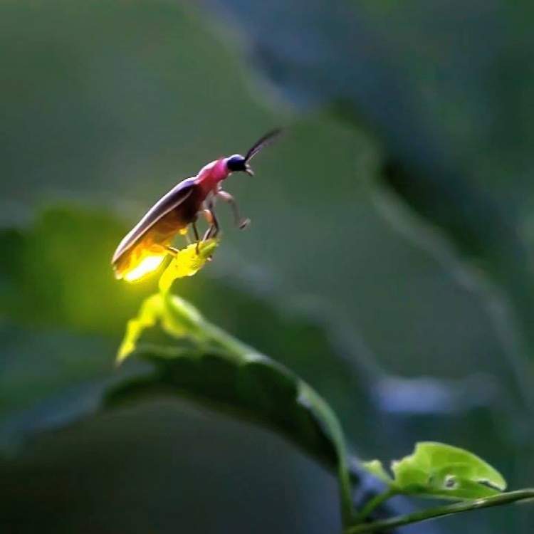 firefly meaning mistery Firefly Symbolism: A Deep Dive Into The Spiritual Meaning