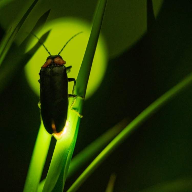 firefly on grass