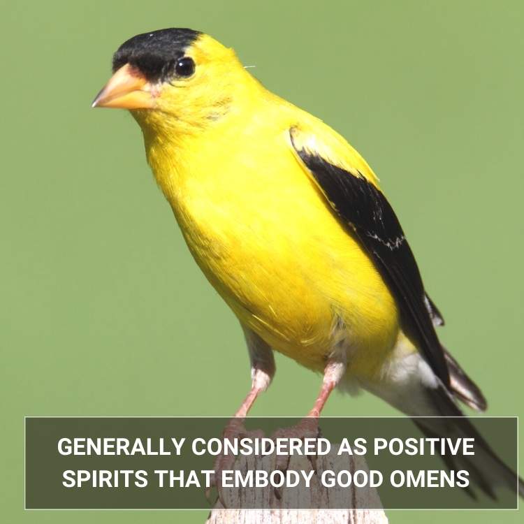 goldfinch good omen Goldfinch Symbolism: What The Golden Bird Really Represents