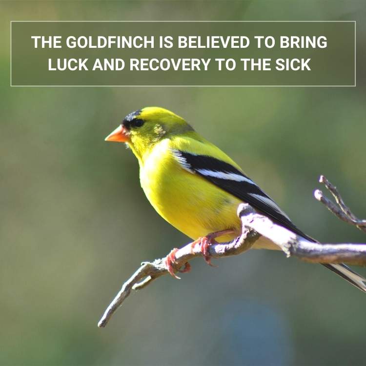 goldfinhc brings luck