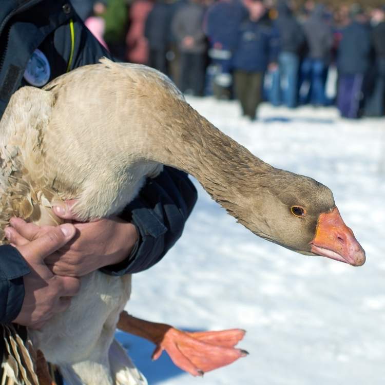 goose and human