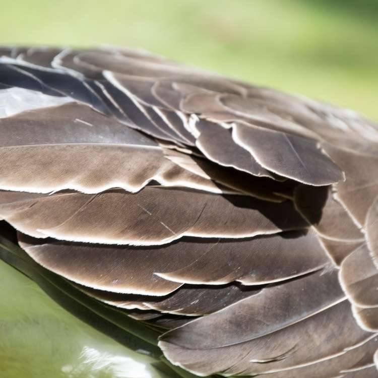 goose feathers close