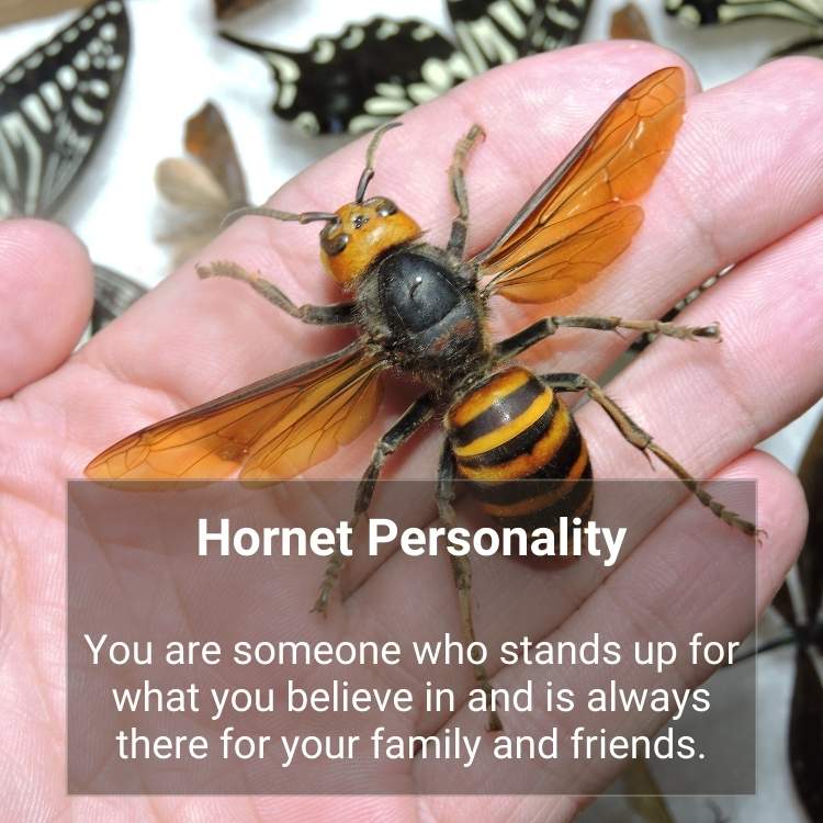 hornet personality