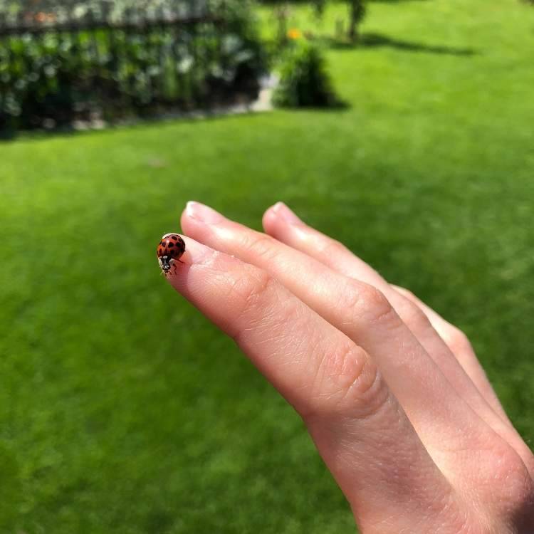 ladybug on hand