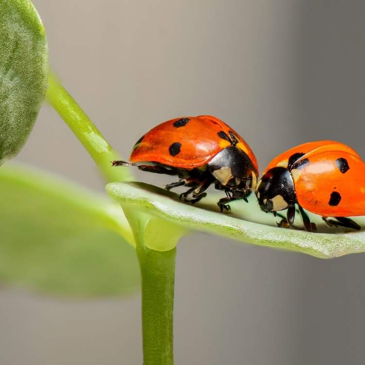 ladybugs two