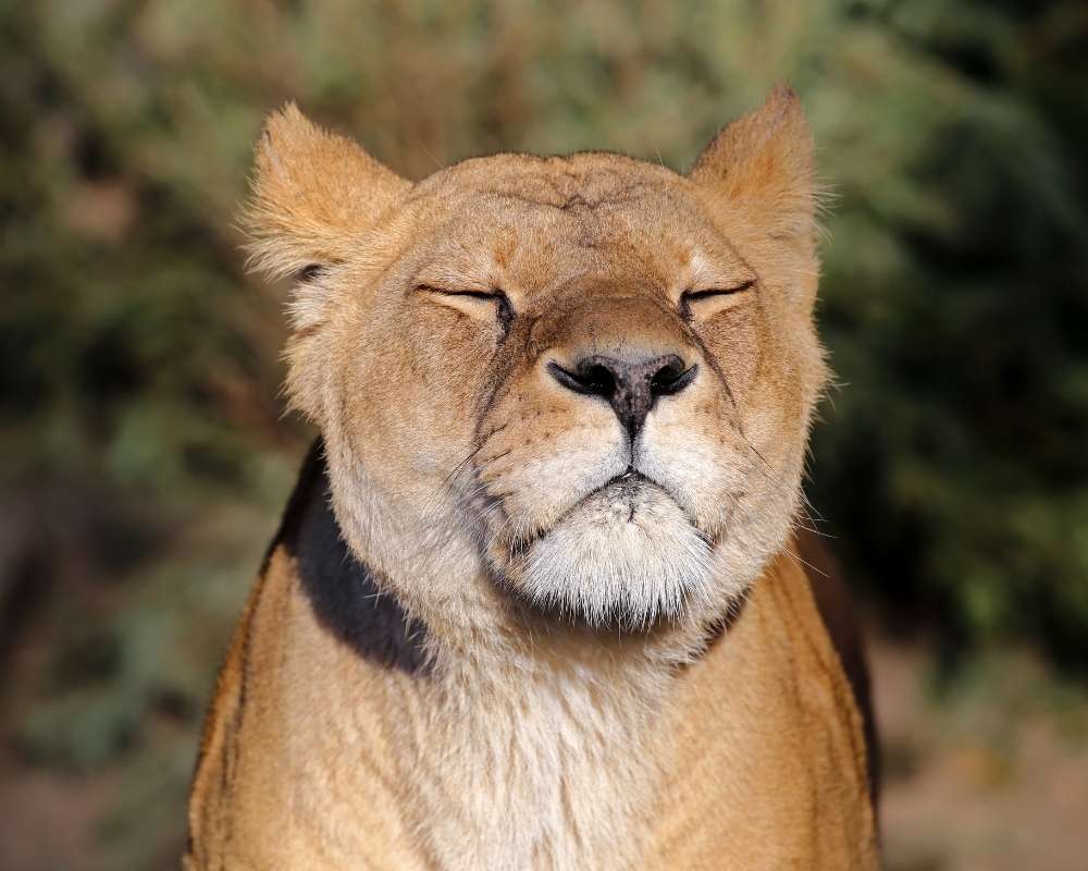 lioness personality