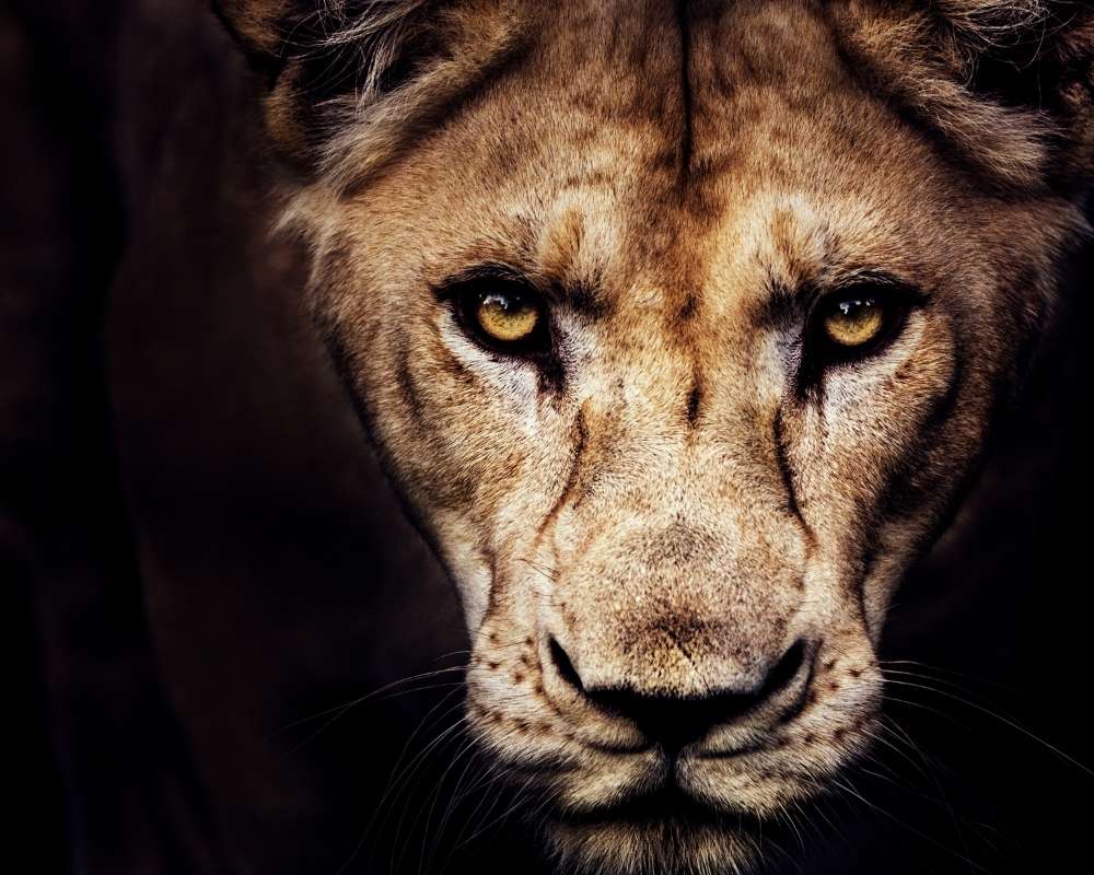 lioness spirit animal
