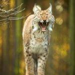 Lynx Spirit Animal: 10 Powerful Spiritual Meanings & Symbolism